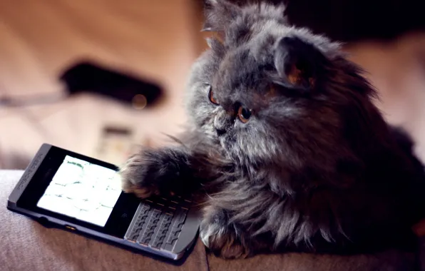 Eyes, cat, background, Koshak, phone, Tomcat