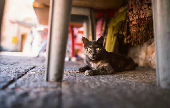 Cat, cat, furniture, yard, chair, legs, bokeh