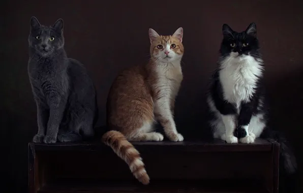 Cat, cat, look, cats, pose, the dark background, table, grey