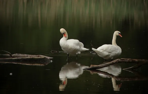 Birds, pair, Swan, swans, pond, two swans