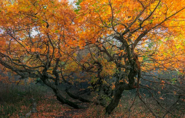 Autumn, forest, trees, branches, nature, Park, trunks, foliage
