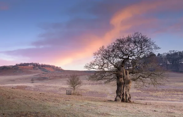 Field, trees, sunset