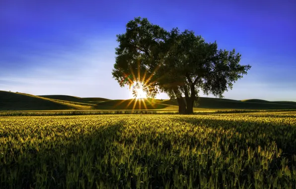 Picture field, summer, the sun, rays, nature, tree