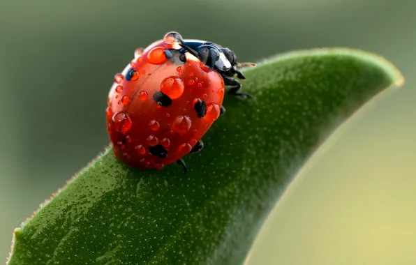 Picture drops, macro, insects, nature, ladybug, green