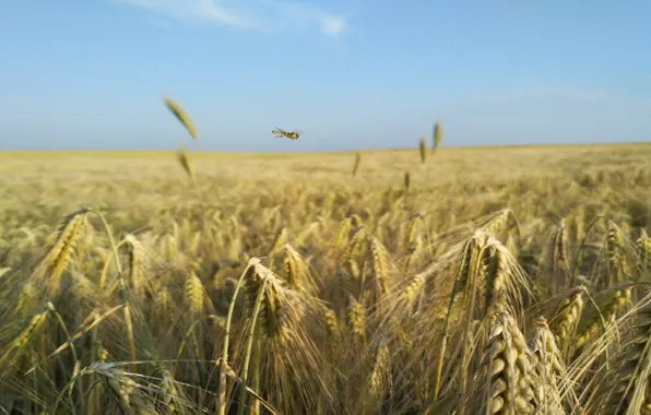 Nature, dragonfly, wheat. summer