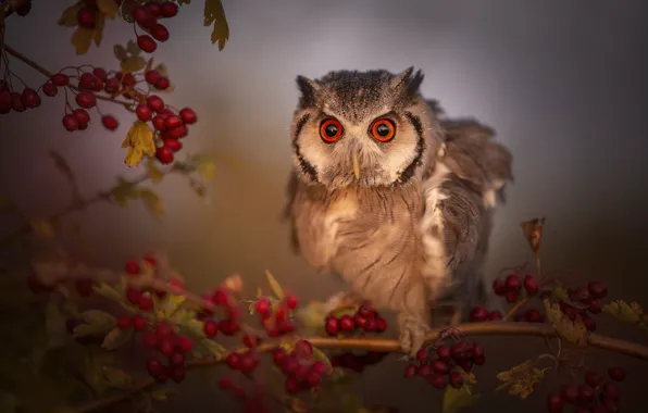 Picture leaves, nature, berries, owl, bird, branch, eyes