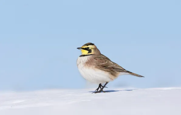 Picture snow, bird, beak, horned lark