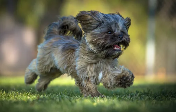 Dog, running, puppy, walk