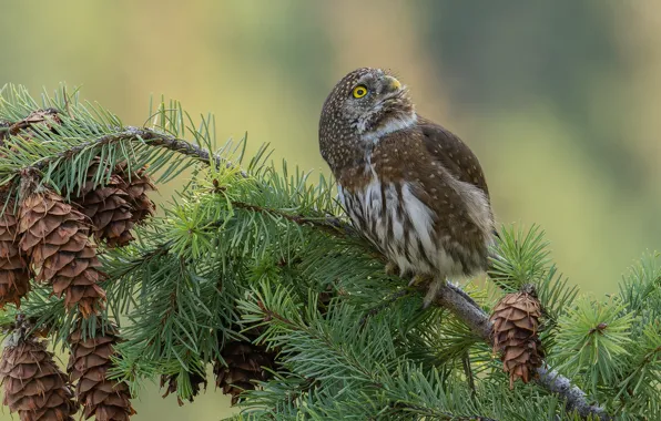 Branches, owl, bird, needles, bumps, owl