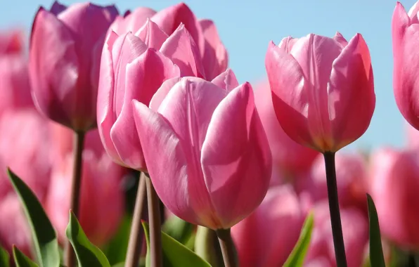 Macro, tulips, pink, buds