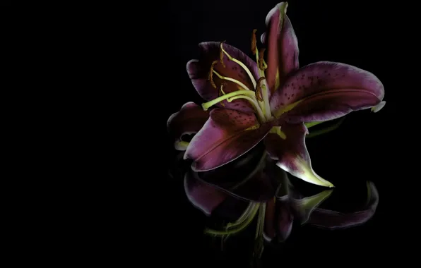 Picture flower, the dark background, Lily