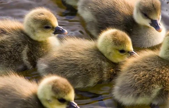 Picture water, birds, ducklings