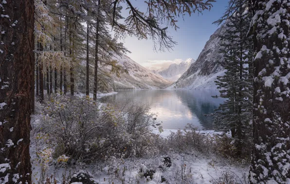 Picture winter, forest, snow, trees, mountains, lake, the bushes