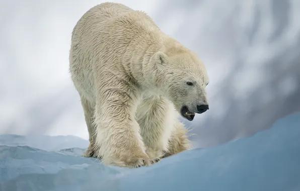Winter, look, face, snow, nature, ice, paws, glacier