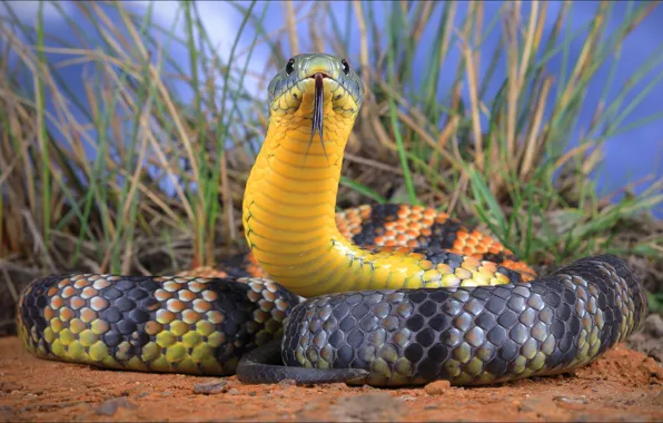 Language, look, tiger, snake, Australia, beauty, snake, animals