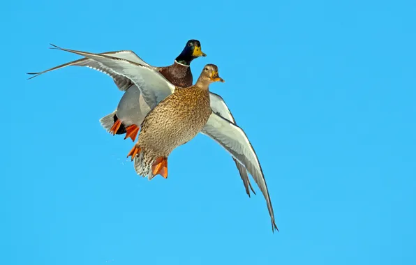 The sky, flight, bird, duck, wings