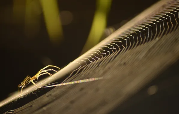 Macro, web, spider