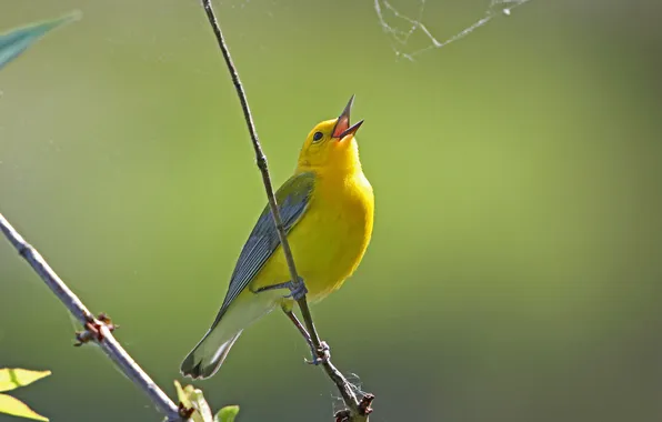 Picture bird, web, branch, feathers, beak