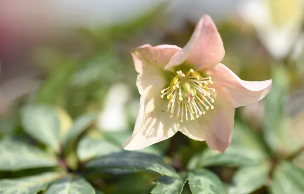 Flower, macro, background, hellebore, Helleborus