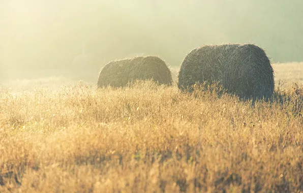 Grass, field, morning, fog, sunrise, dawn, countryside, hay