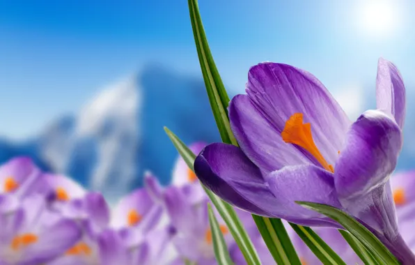 Picture flowers, spring, Crocuses