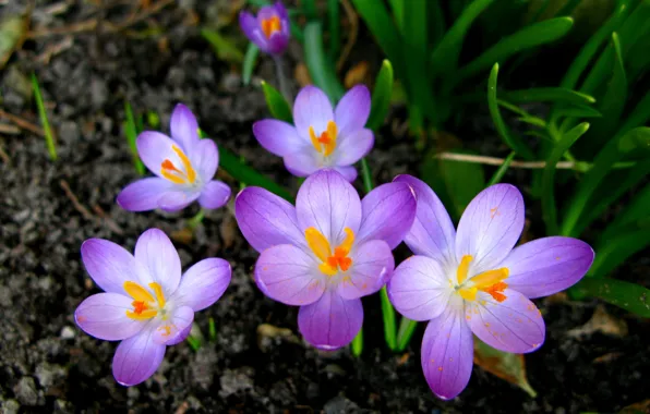 Picture flowers, spring, crocuses