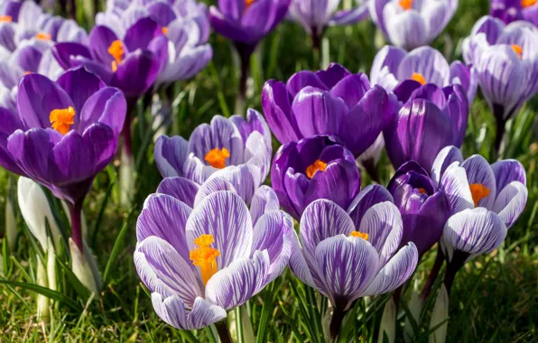 Picture lilac, spring, crocuses, saffron