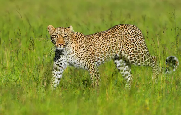Greens, field, grass, light, leopard, walk, sneaks