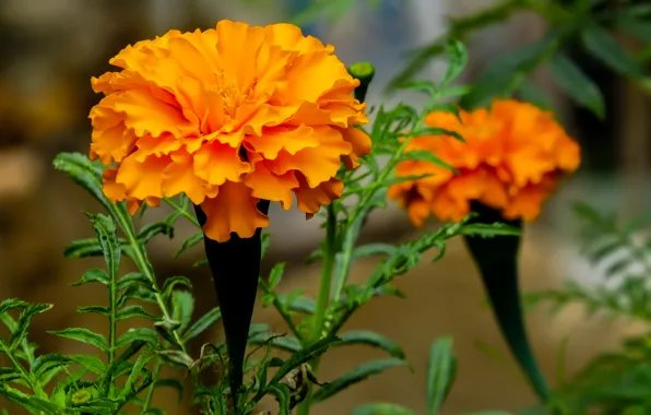 Picture leaves, petals, flowerbed