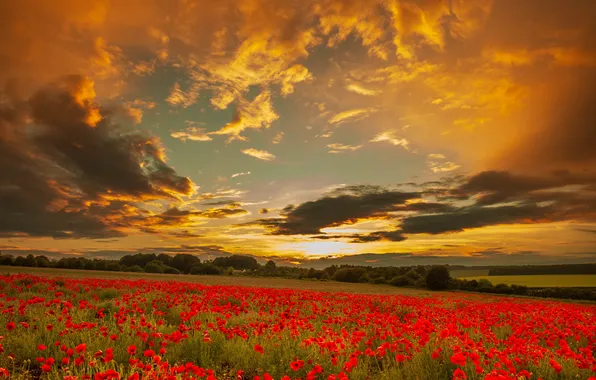 Field, forest, summer, the sky, the sun, clouds, sunset, flowers