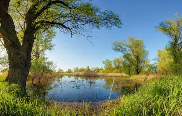 The sky, grass, trees, pond, spring