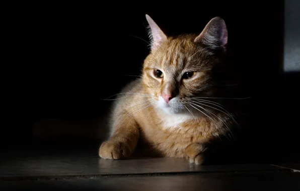 Cat, cat, darkness, dark, floor, lies, red, twilight