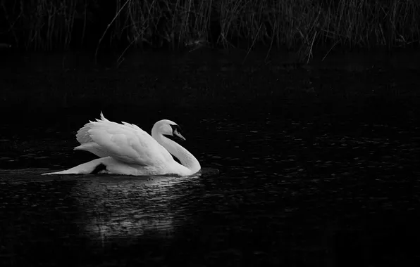 Picture lake, pond, white, Swan