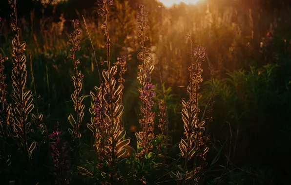 Sunset, Flowers, Nature, The evening, Plant, Dawn, Plants, Nature