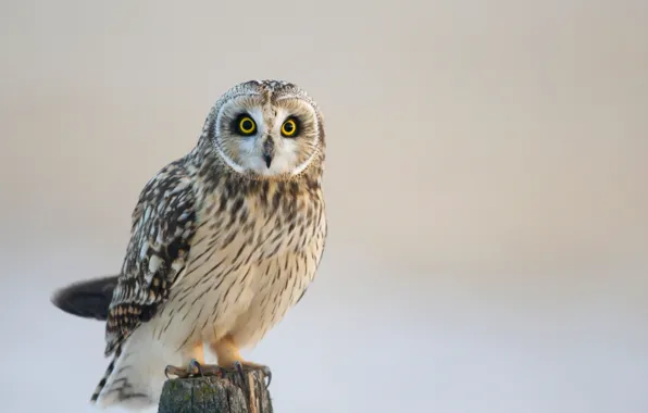Picture nature, owl, bird