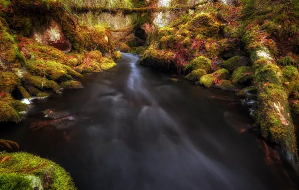 Autumn, forest, river