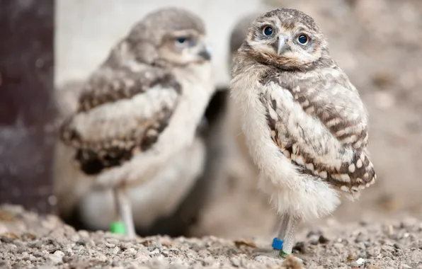 Look, owl, bird