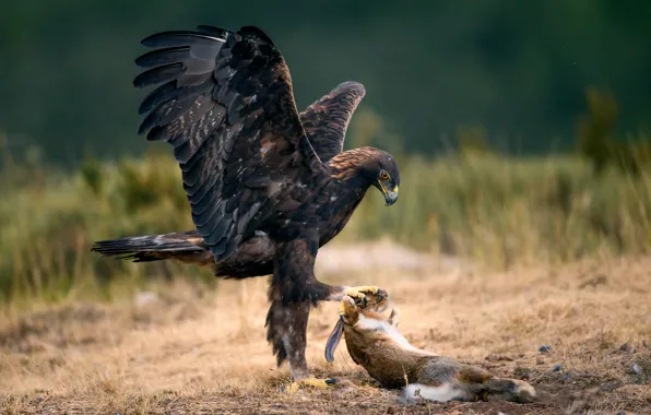 Picture bird, hare, mining, The Eagle and the Rabbit