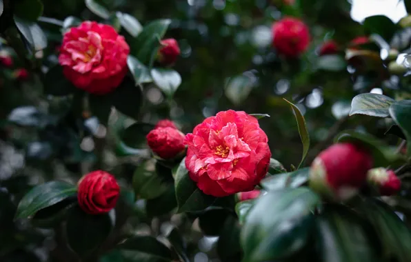 Leaves, flowers, red, Camellia