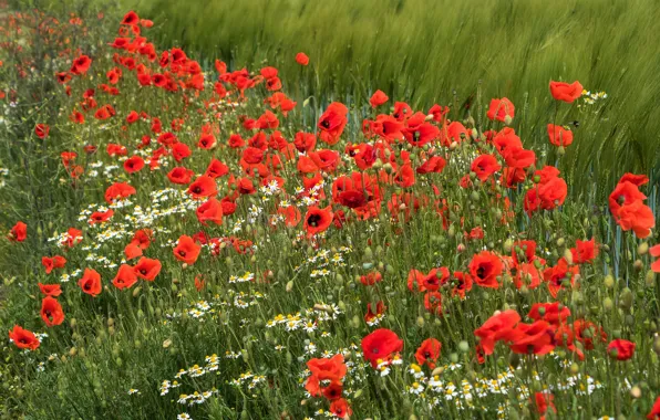 Summer, flowers, bright, Mac, rye, Maki, chamomile, red