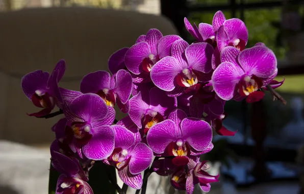 Light, flowers, branches, shadows, pink, orchids, flowering, Orchid