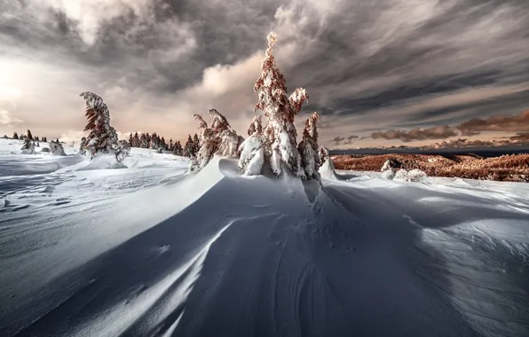 Winter, forest, the sky, clouds, snow, clouds, in the snow, dal