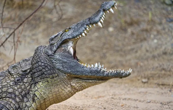 Picture crocodile, mouth, profile, ©Tambako The Jaguar