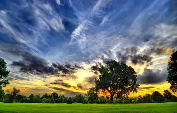 Field, the sky, clouds, trees, nature, the sky, the field, the nature