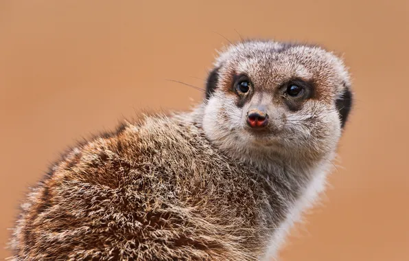 Picture sand, look, face, meerkat