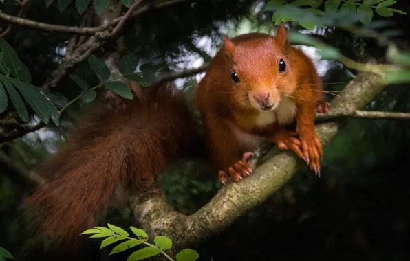 Picture look, leaves, branches, pose, the dark background, legs, protein, muzzle