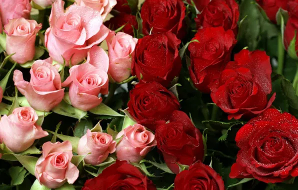 A lot, pink roses, red roses, bouquet of roses
