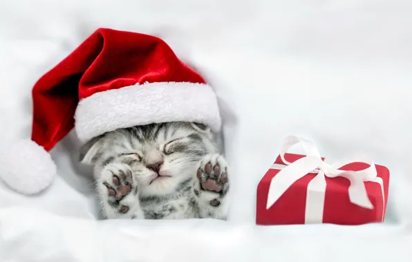 Picture kitty, gift, Christmas, Christmas, kitten, gift, cute, santa hat