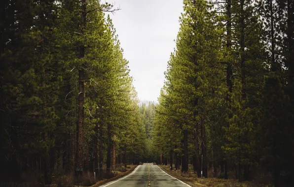 Picture road, forest, landscape