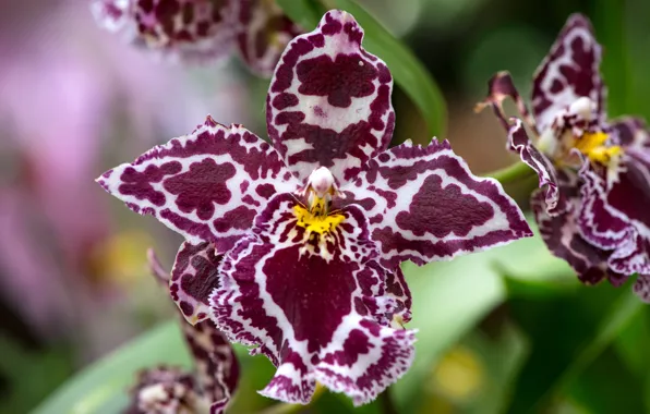 Macro, petals, exotic, Orchid